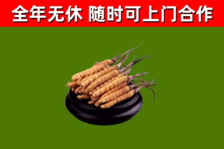 乐亭回收散虫草