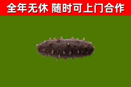 乐亭回收海参干